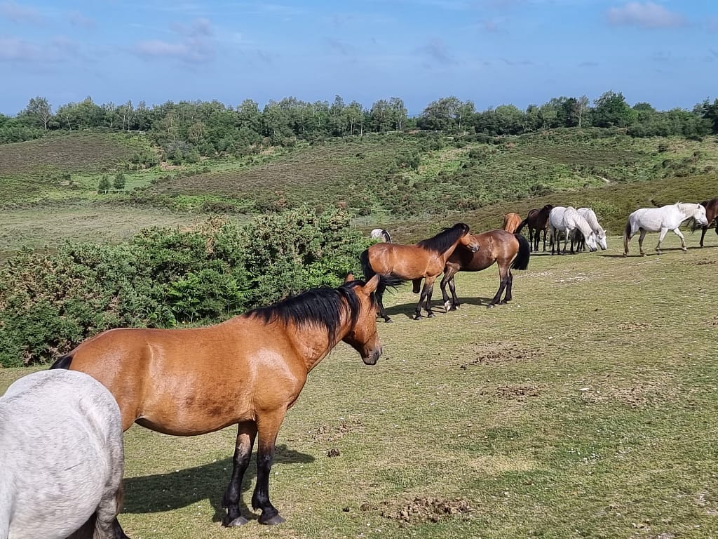 New Forest Ponies