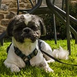 monty shih tzu adventures lakes forest walks 1186898179