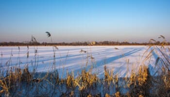 Tranquil winter scene at the ponds in Czechowice with golden reeds and a bird in flight Ponds in Czechowice winter landscape with golden reeds and flying bird