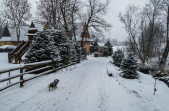 An adorable dog trots down snowy path past wooden chalets Thrilling Epic Christmas 2025 Murzasichle Tatra Adventures: Adorable dog trots down snowy path past wooden chalets, frosted shrubs, and bare trees under moody winter skies.
