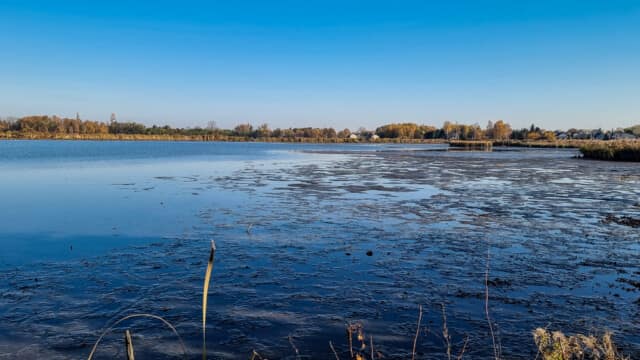Czechowice drained ponds