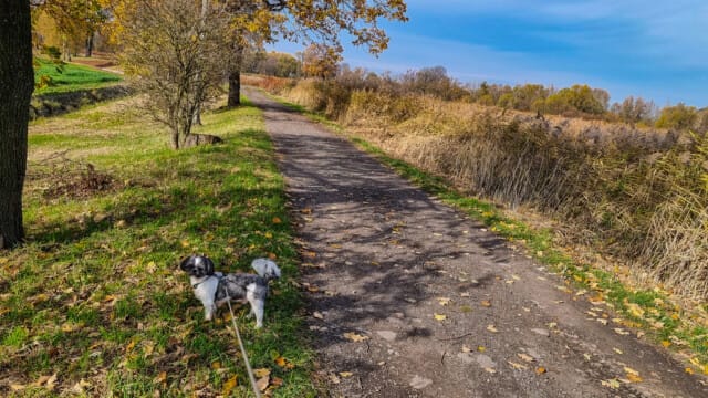 Czechowice drained ponds