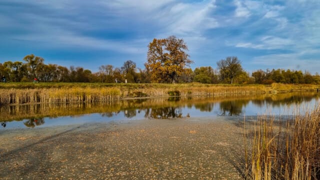 Czechowice drained ponds