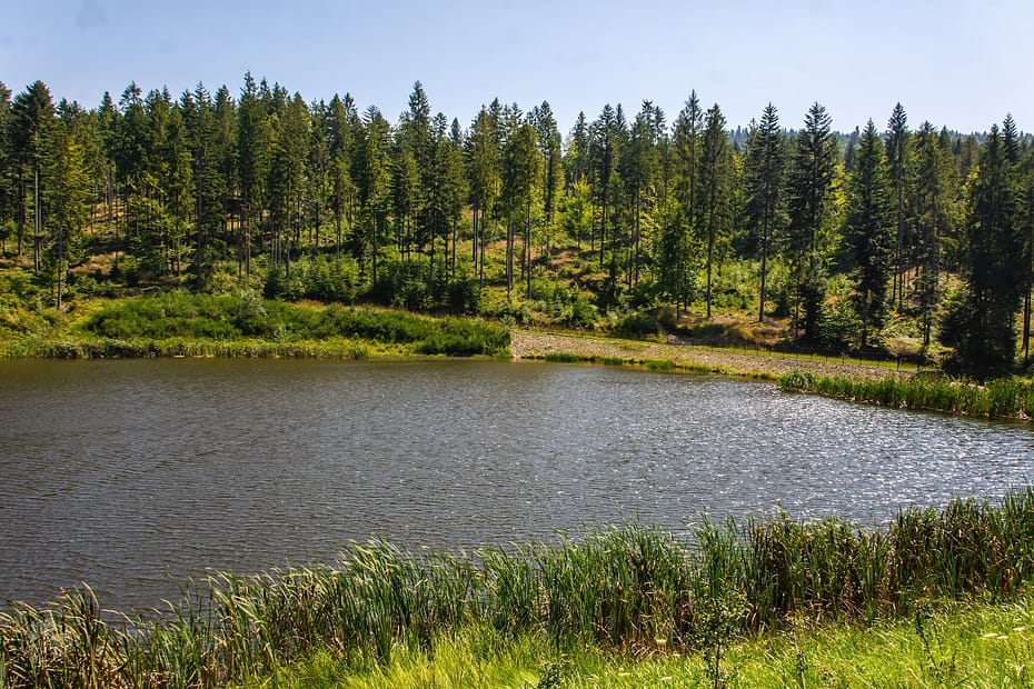 ganczorka summer reflections 32703554