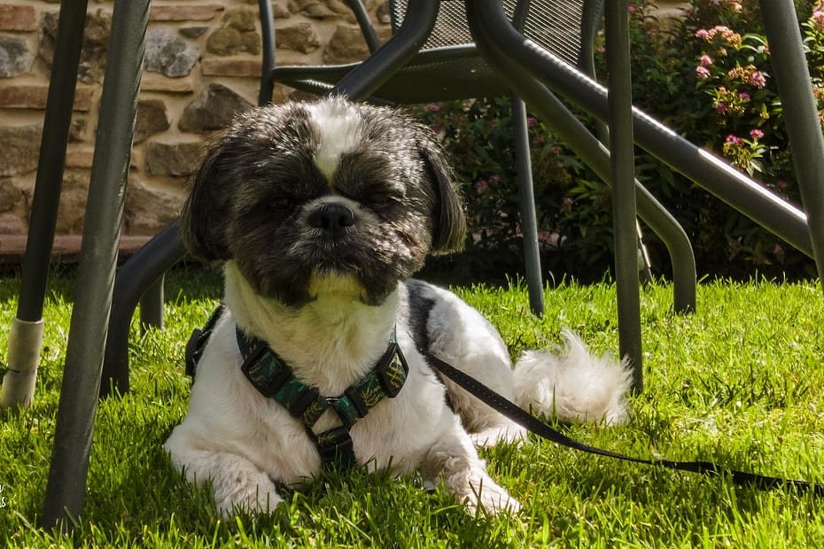 monty shih tzu adventures lakes forest walks 1186898179