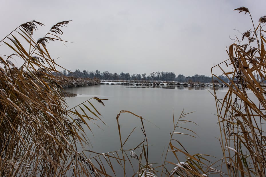 Golden reeds edging a tranquil, icy river with distant winter forest and low cloudy sky, Czechowice-Dziedzice.