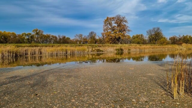 Czechowice drained ponds