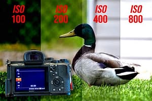 understanding iso